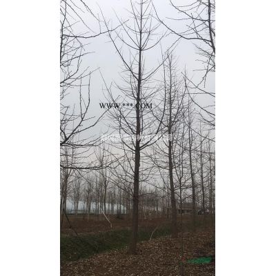 山东.银杏树.美国红枫.法桐.国槐