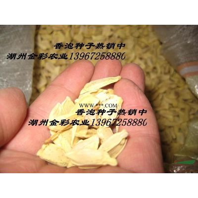 银杏种子