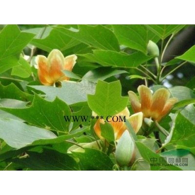 供应江西红枫小苗*新价格