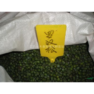 红枫
