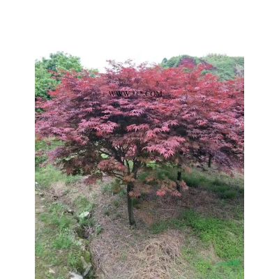 河南鄢陵精品日本红枫