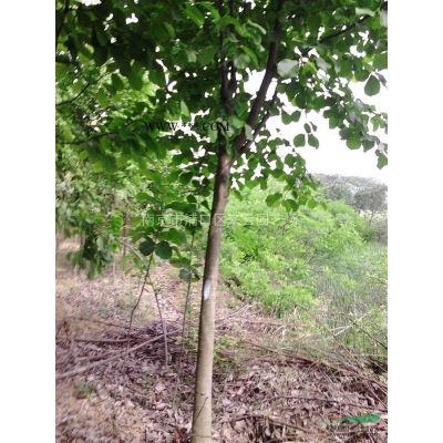 紫薇苗圃自产自销