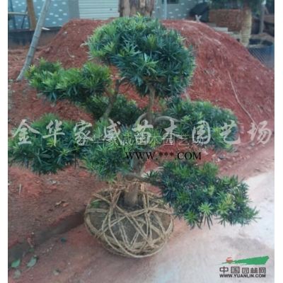 浙江马褂木信息