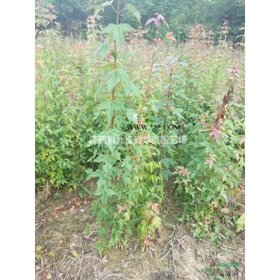 江西马褂木小苗，米经2/3公分马褂木，当年马褂木小苗