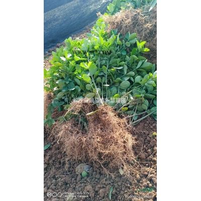 湖南马褂木，香樟，桂花，罗汉松基地