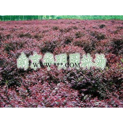 紫薇(百日红)