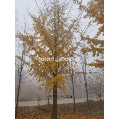 大量出售紫叶李，法桐，丛生紫薇图1