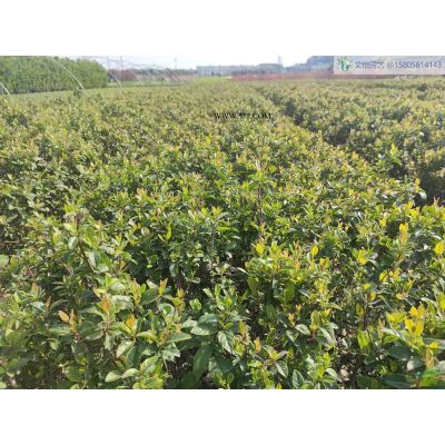 矮紫薇-苗圃直销图2