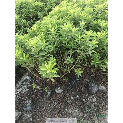 矮紫薇-苗圃直销图3