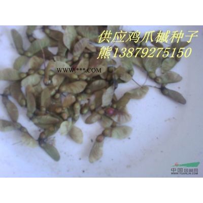 绿化种苗大量供应红枫种子