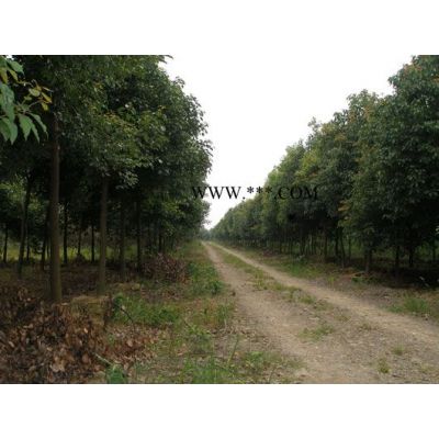 红枫(冠3-5米)