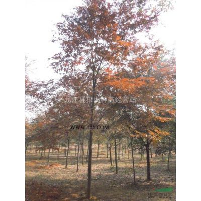 黄山栾树