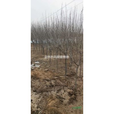 河北栾树 栾树基地 栾树价格