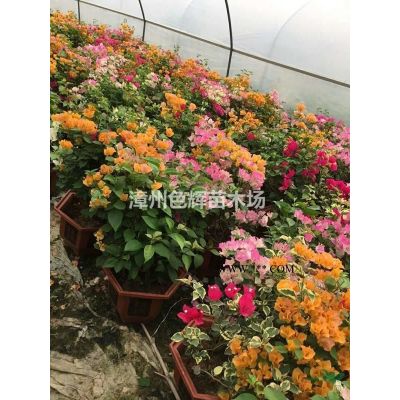 福建栾树报价 栾树价格 品种台湾栾树