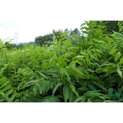 江西九江黄山栾树小苗哪里好/九江黄山栾树小苗哪家便宜