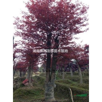湖南优质红叶李培育基地、红叶李小苗、2-16公分红叶李大树