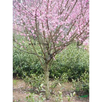 红叶李