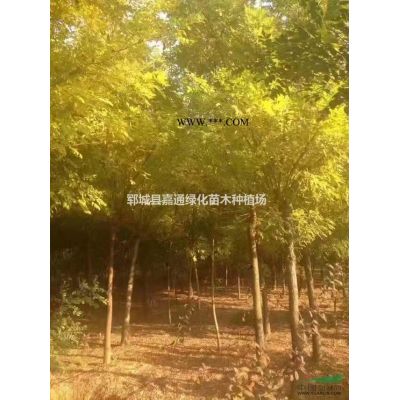 求购15公分栾树到嘉通绿化苗木基地 规格报价基地实照