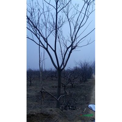 长期供应12-35公分栾树