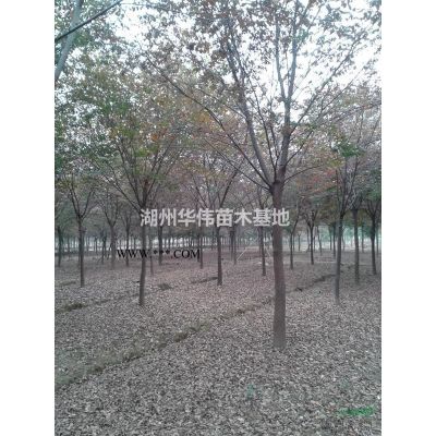 25公分黄山栾树