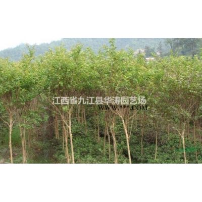 江西榉树一年生小苗，地径1-2公分红榉，红榉小苗专供