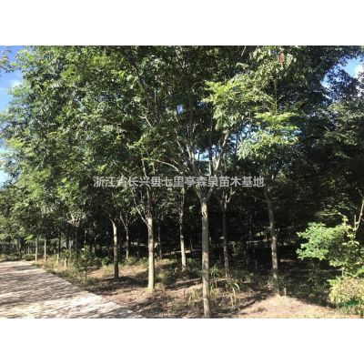 低价供应三角枫,樱花,榉树 8-15公分
