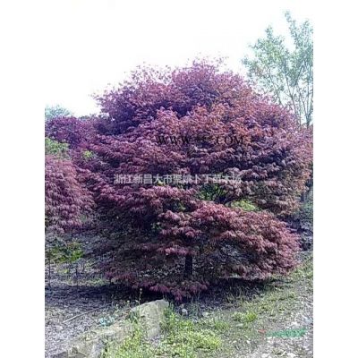 地径3--5公分日本樱花，价廉，质优