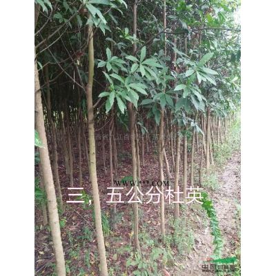 江西九江朴树小苗批发/供应