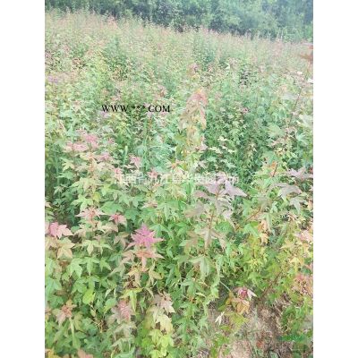 朴树一年小苗，大量地径0.6到1公分朴树，朴树基地