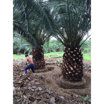 福建朴树批发价格便宜 福建丛生朴树价格便宜 这是本基地的丛生