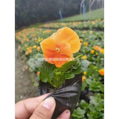 1.3-1.5米分支的樱花树工程苗出售  樱花基地销售樱花树  樱花供应