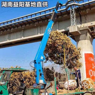 朴树基地  10公分朴树行情怎么样