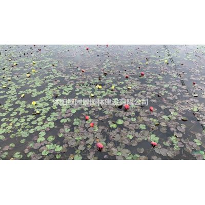 嫁接银杏哪里便宜/沭阳绿园景园林/基地直销/产地价格/图片
