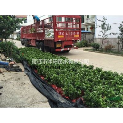 红花紫薇价格_红花紫薇产地_红花紫薇绿化苗木苗圃基地