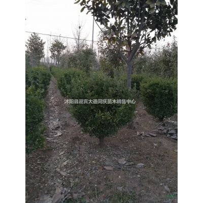 江苏沭阳基地。美国紫薇、红火箭紫薇、红火球紫薇、红叶紫薇