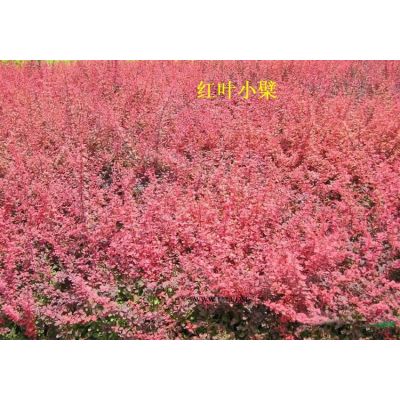 河南许昌鄢陵供应紫薇  百日红