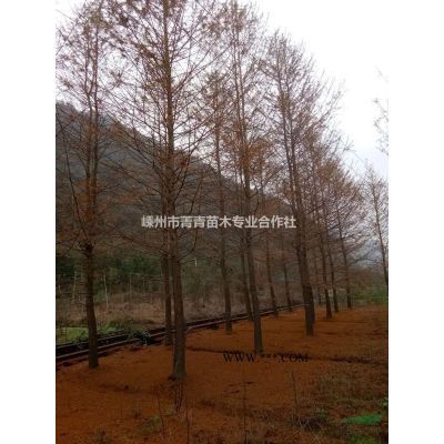 三季红红枫/三季红红枫报价/三季红红枫图片