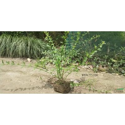 优质特价矮紫薇 杭州矮紫薇产地直销