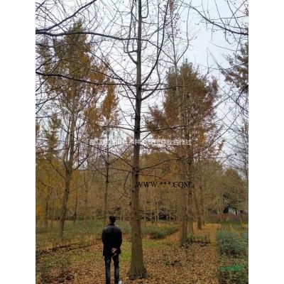 5公分紫薇　8公分紫薇　10公分紫薇　15公分紫薇　20公分紫薇　2-18公分紫薇　丛生紫薇