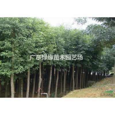 广东大叶紫薇/大花紫薇/哪里有大叶紫薇/大叶紫薇袋苗