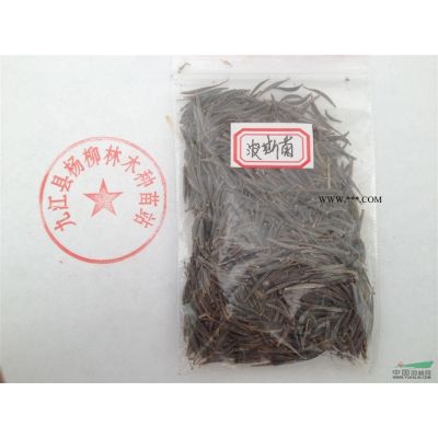供应红枫 红枫小苗价格 九江红枫基地 规格全