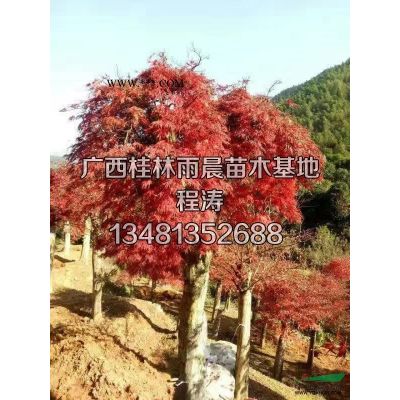 供应5-30公分嫁接红枫