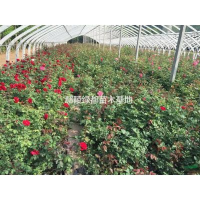 出售1到10公分红枫；红枫,河南红枫价格,红枫价格,红枫种植
