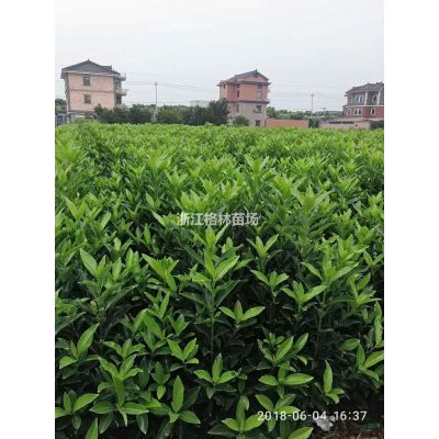 红枫\精品红枫\红枫价格