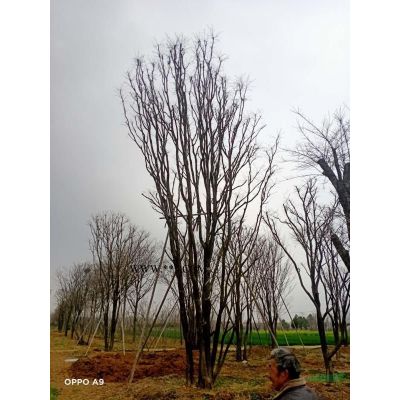 河南美国红枫介绍