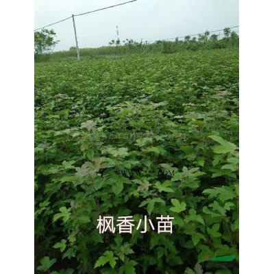 马褂木小苗*新价格/马褂木小苗报价