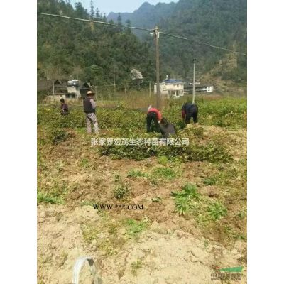 马褂木种供应  张家界地区   宏茂生态种苗有限公司