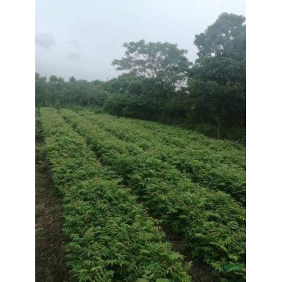 马褂木小苗