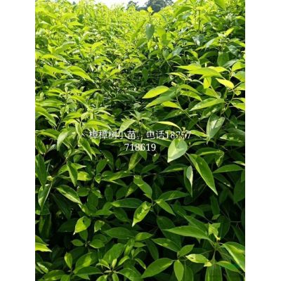 供应5-10公分红枫。