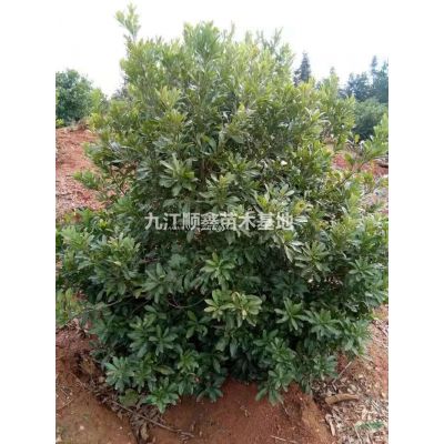 供应2-8，紫薇